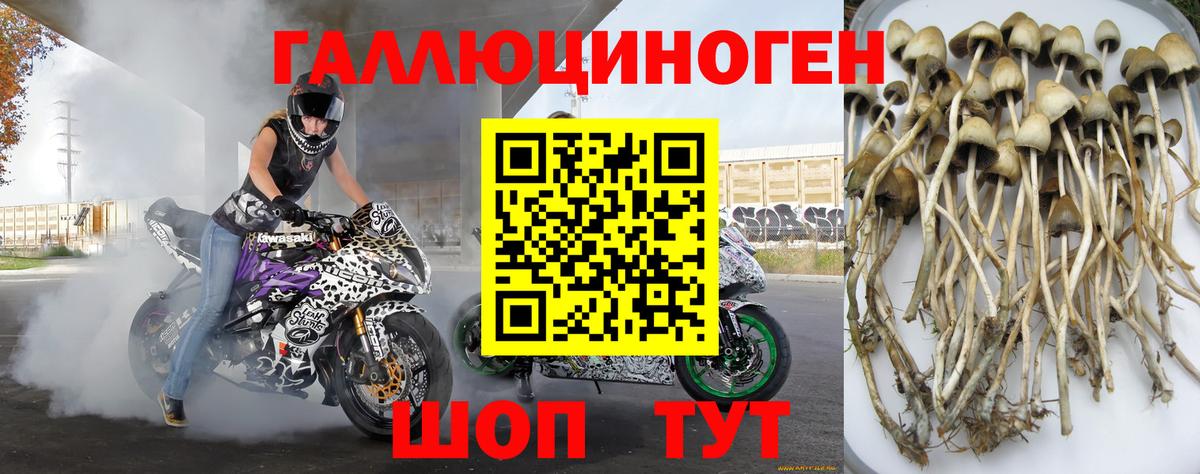 Псилоцибиновые грибы Cubensis Краснокаменск